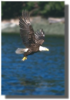 eagle.gif